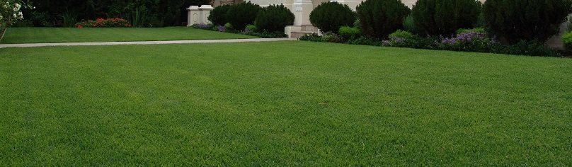 Zoysia Turf Sunshine Coast Empire Zoysia Turf