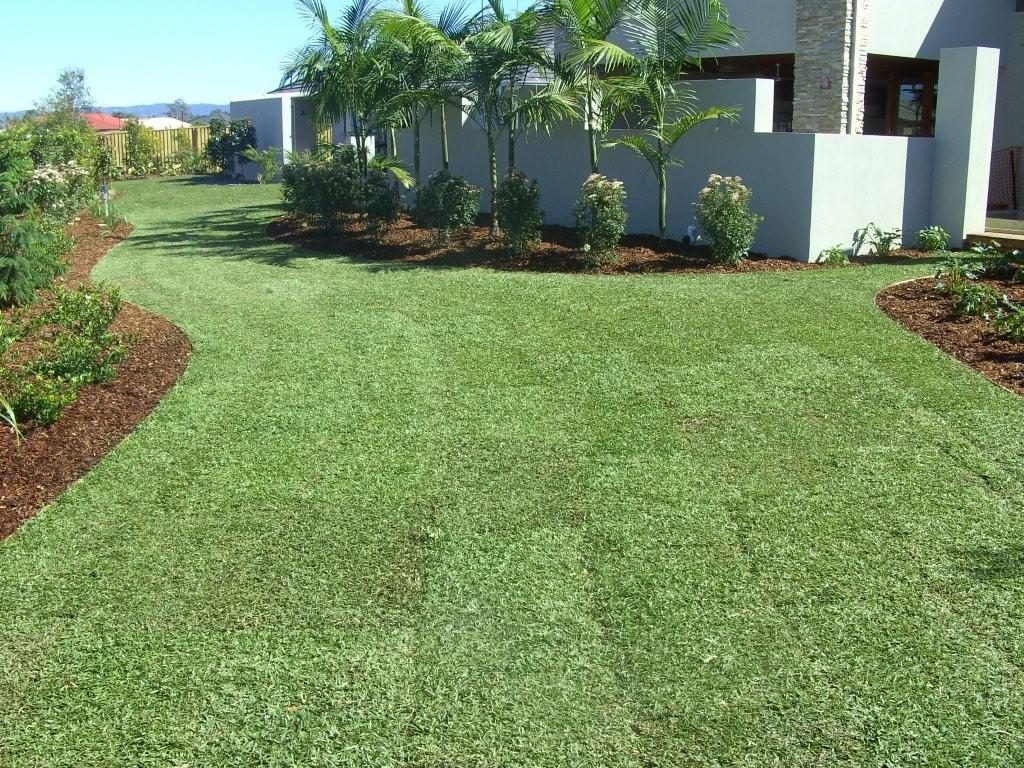 Sir Walter Buffalo Grass Sunshine Coast - Glenview Turf