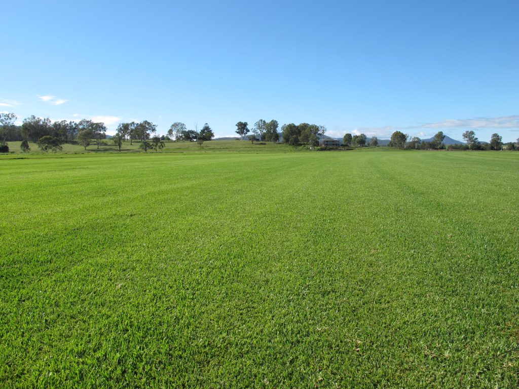 Sir Walter Buffalo Grass Glenview Turf - Glenview Turf Suppliers