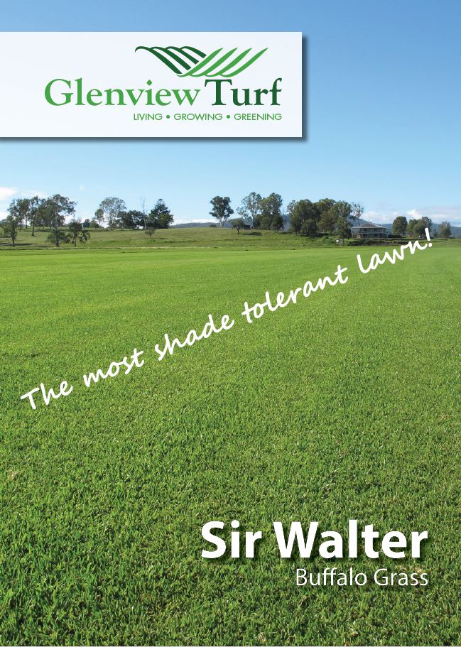 Sir Walter Buffalo Grass The 1 Selling Buffalo Lawn In Australia 