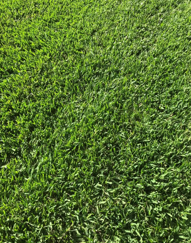 Sir Walter Turf Buffalo Grass 100 Pure Close Up S Glenview Turf Suppliers 