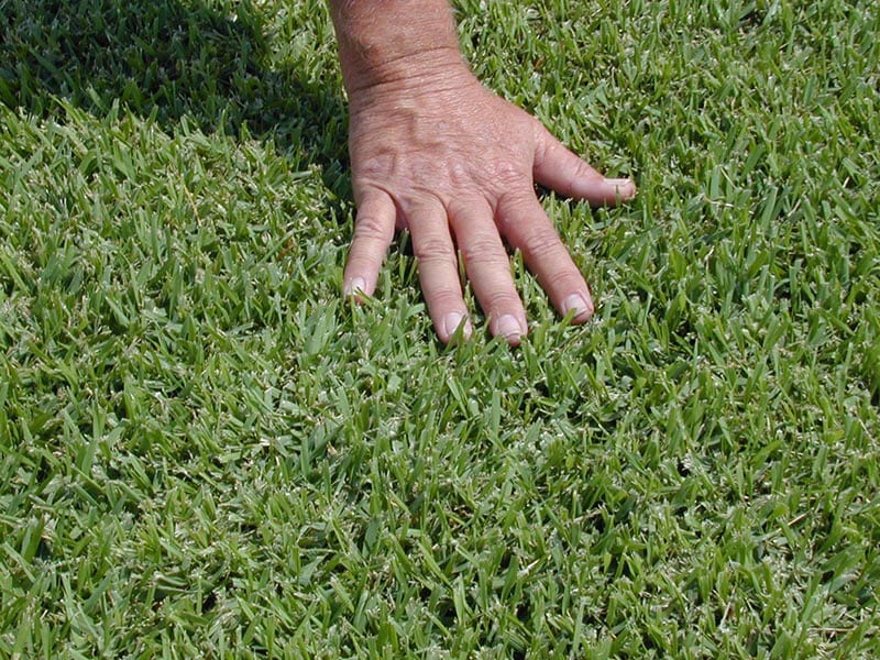 Palmetto Soft Leaf Buffalo Grass 3 Glenview Turf Glenview Turf Suppliers 