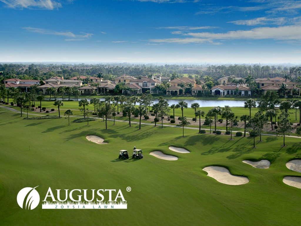 August Zoysia Grass Lawn Turf Golf Course 11 - Glenview Turf