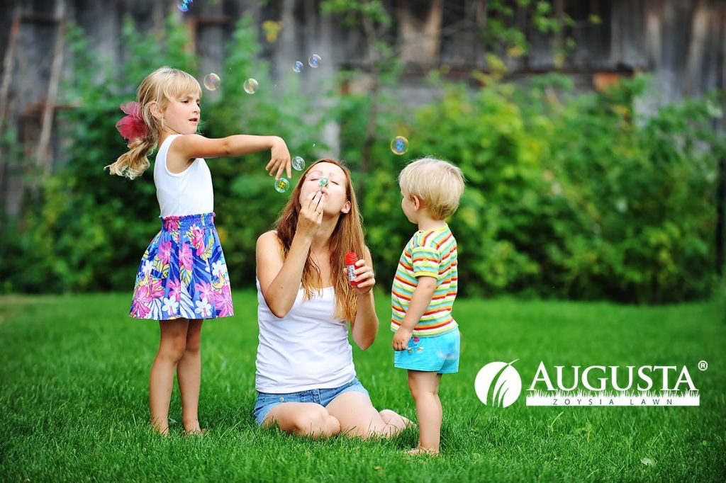Augusta Zoysia Grass Lawn Family 2e1 - Glenview Turf