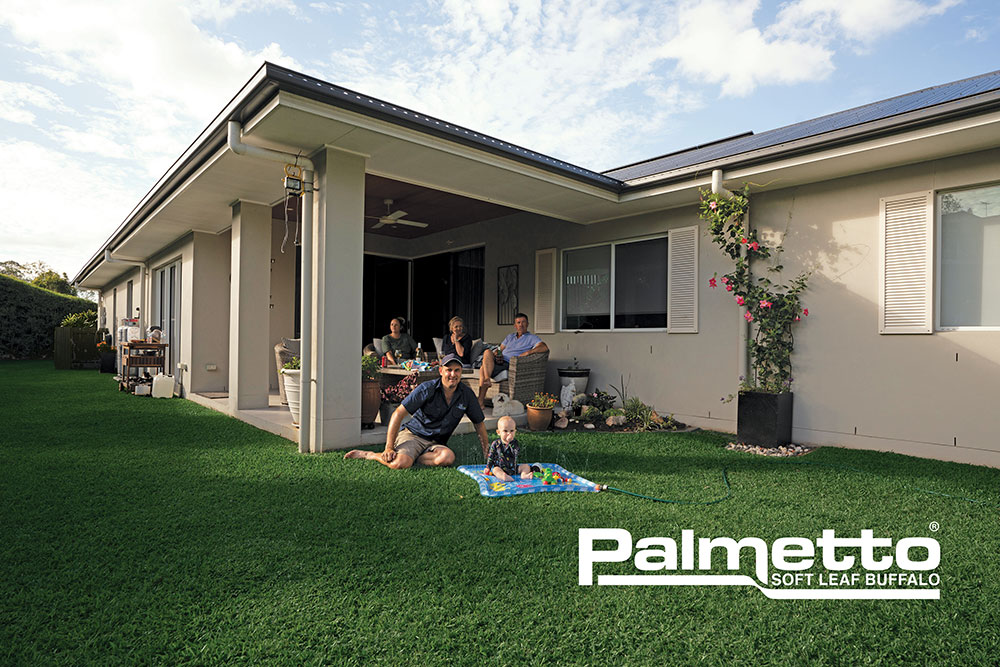 Palmetto Soft Leaf Buffalo Grass Glenview Turf Suppliers