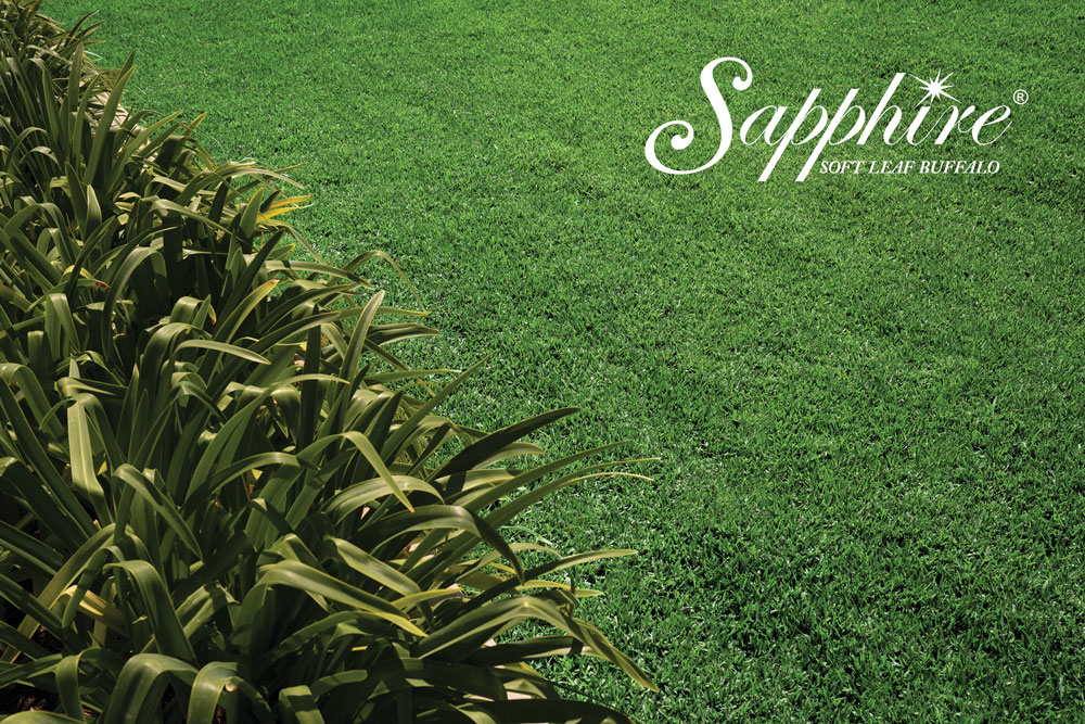 Sapphire Soft Leaf Buffalo Turf Grass Glenview Turf Suppliers 